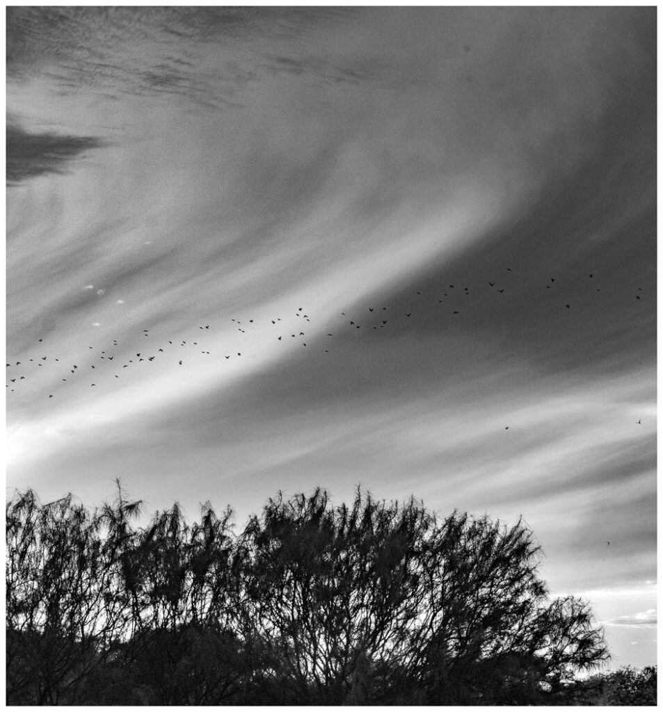 Monochrome DPI December 2023 – Foresters Camera Club