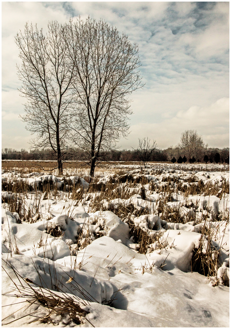 Ron-CentanniThe-Lumps-of-Winter – Foresters Camera Club